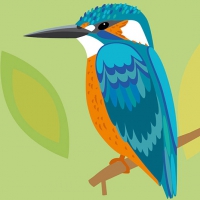 DETALLE MARTÍN PESCADOR. Ilustración vectorial. Río Mijares (Montanejos)