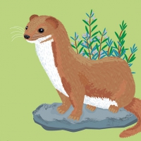 DETALLE GARDUÑA.  Ilustración vectorial. Río Mijares (Montanejos)