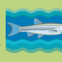 DETALLE MADRIJA.  Ilustración vectorial. Río Mijares (Montanejos)